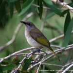 Brown Honeyeater.