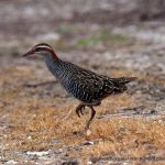 Buff-banded Rail.