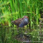 Buff-banded Rail - Baigup Wetlands.