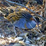 Buff-banded Rail.