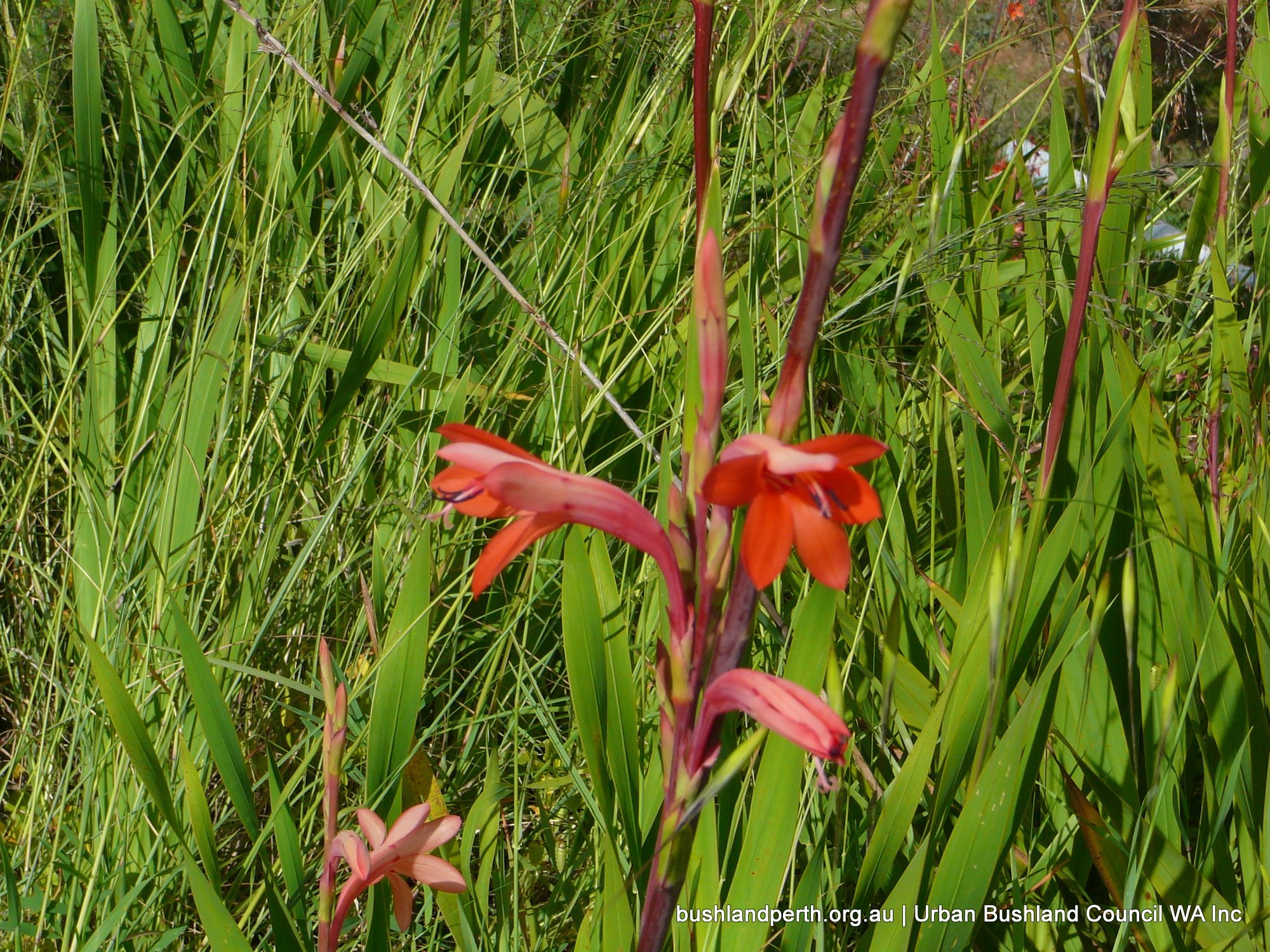 Bugle Lily (Watsonia bulbillifera).