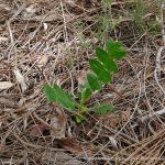 Bull Banksia Seedling.