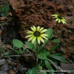 Capeweed Arctotheca.