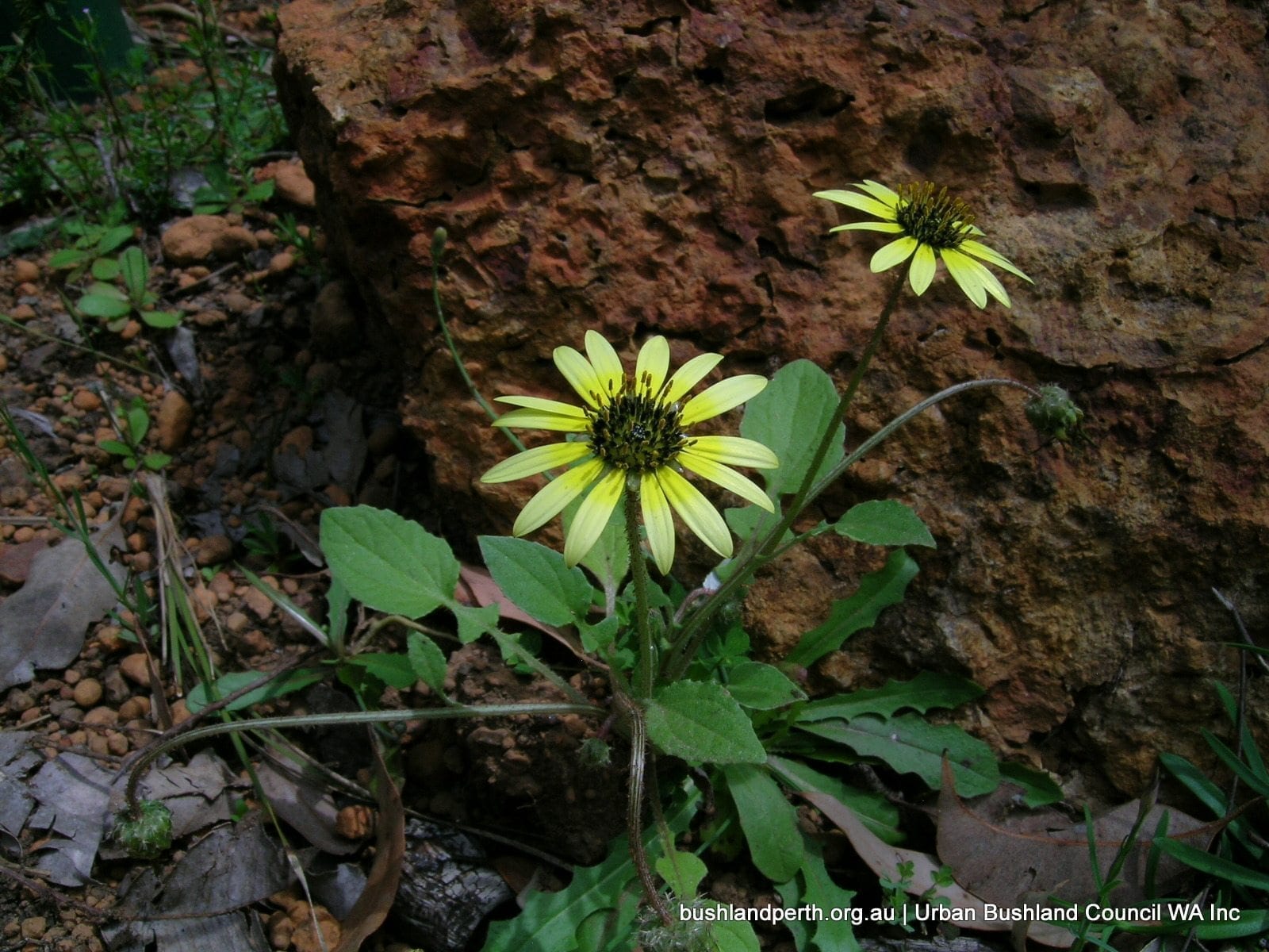 Capeweed Arctotheca.