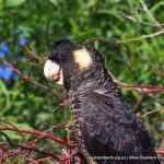 Carnaby's Black Cockatoo.