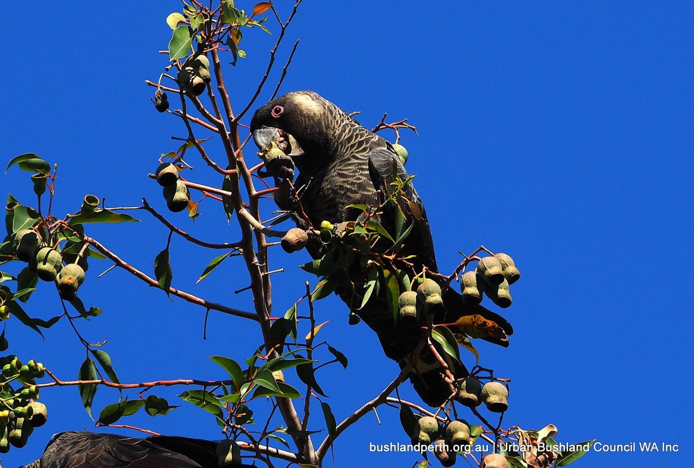 Carnaby's Black Cockatoo