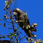 Carnaby's Black Cockatoo