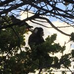 Carnaby's Black Cockatoo at dusk.