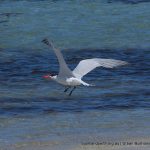 Caspian Tern.