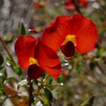 Chorizema dicksonii - Yellow-eyed Flame Pea.