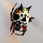 Christmas spider (Austracantha sp.).