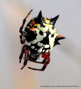 Christmas spider (Austracantha sp.).