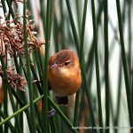 Australian Reed Warbler - Lake Monger.