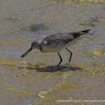 Common Greenshank - Applecross Foreshore.