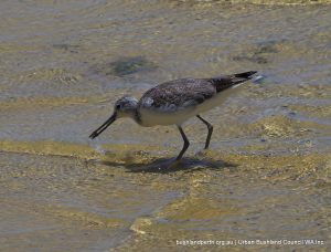 Common Greenshank - Applecross Foreshore.