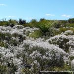 Common Smokebush.