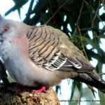 Crested Pigeon.