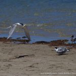 Crested Tern - Penguin Island.