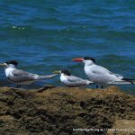 Caspian Tern