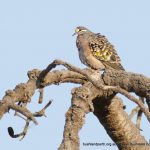 Common Bronzewing Pigeon.