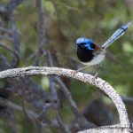 Variegated Fairy-wren.