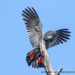 Black Cockatoo another view.