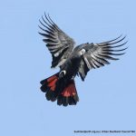 Forest Red-tailed Black Cockatoo.