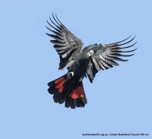 Forest Red-tailed Black Cockatoo.