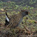 Australian Spotted Crake.