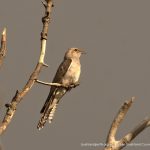 Pallid Cuckoo.