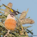 White-cheeked Honeyeater