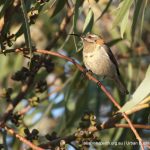 Spinebill.