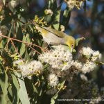 Silvereye on eucalypt flower.