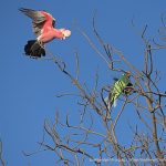 Galah scolding.