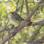 White-browed Scrub-wren.