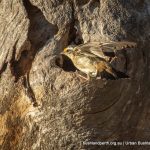 Striated Pardelote.