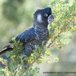 Carnaby's Cockatoo.