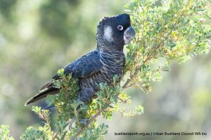 Carnaby's Cockatoo.