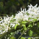 Small Leaved Clematis.