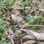 Eclipse male Variegated Fairy-wren.