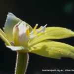 Cowslip Orchid.