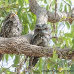 Tawny Frogmouths.