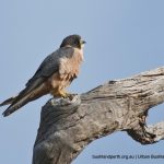 Australian Hobby.