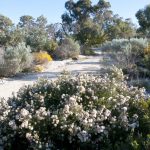 Springtime wildflower show.