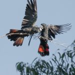 Red-tailed Black Cockatoos at Bold Park.