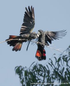 Red-tailed Black Cockatoos at Bold Park.
