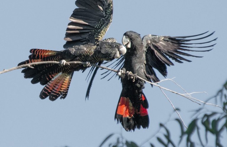 Forest Red-tailed Black Cockatoos.