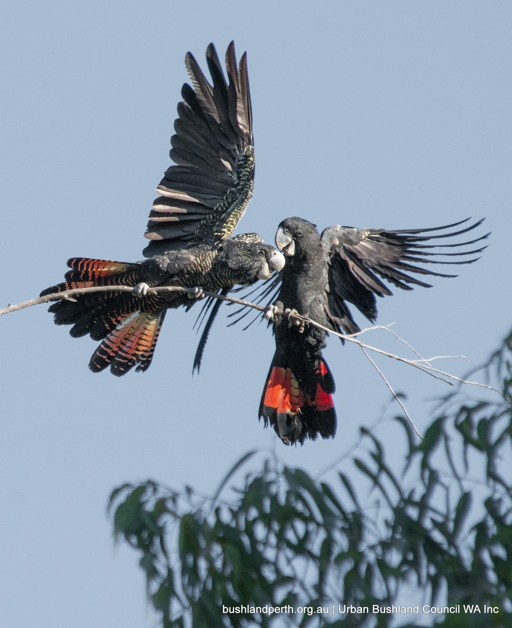 Forest Red-tailed Black Cockatoos.