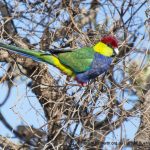 Red-capped Parrot.