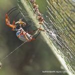 Orb Weaver Spider.